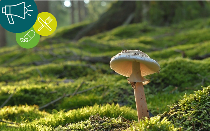 Shroom for improvement? Navigating the advertising rules for functional mushrooms